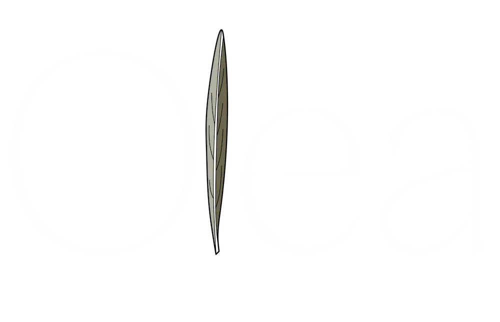 Olea arquitectura
